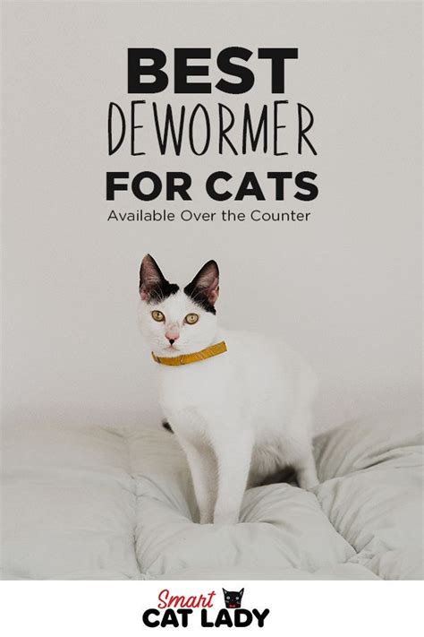 Best Dewormer For Cats Available Over The Counter Cat