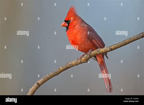 Male Northern Cardinal Sitting On A Branch Stock Photo Alamy