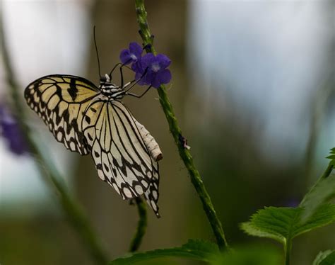 Butterfly Papiliorama Switzerland Free Photo On Pixabay Pixabay