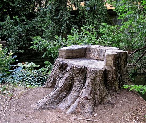 Choose from silver, gold how gorgeous is this piece?! Oxford stump seat | Diy outdoor seating, Cedar trees ...