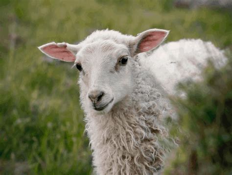 Fun Facts About Sheep The Open Sanctuary Project