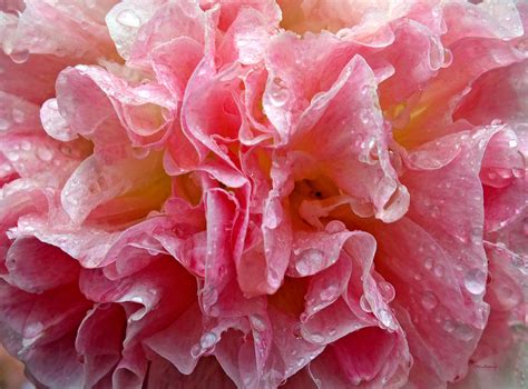 Wet Hollyhock Flower Upclose Photograph By Duane Mccullough Fine Art