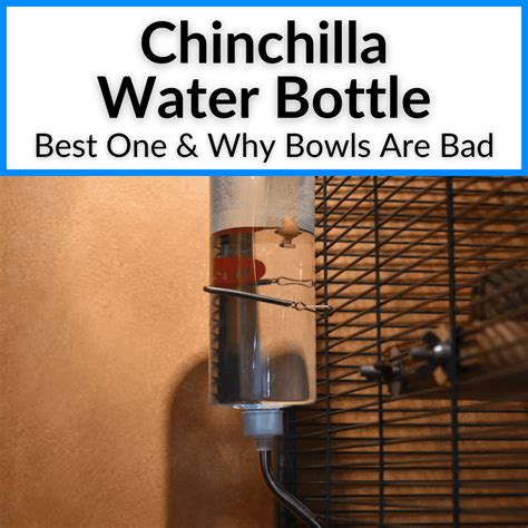 Chinchilla Water Bottle Best One And Why Bowls Are Bad