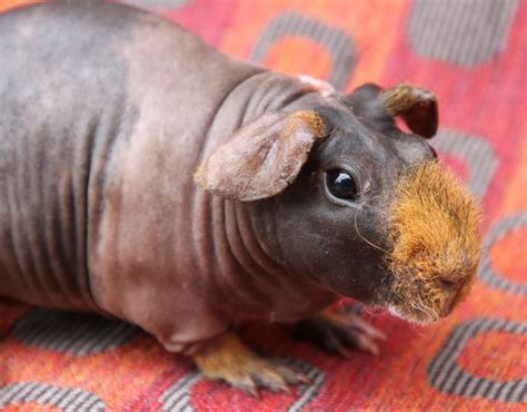 Skinny Pig For Sale Bc End Cyberzine Photogallery