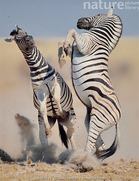 Nature Picture Library Two Burchells Plains Zebra Equus Quagga