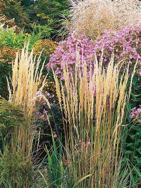 15 Beautiful Ways To Use Ornamental Grasses In Your Landscape