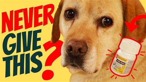 Can Dogs Take Bayer Aspirin