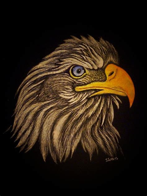 Bald Eagle Drawing By Jennifer Jeffris Fine Art America