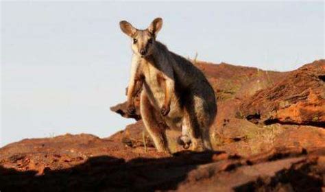 Kangaroos Abound But Fears Abound For Smaller Cousins Warns Wwf