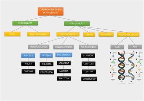 Clasificación De Las Biomoléculas Summaries Of Biology Docsity