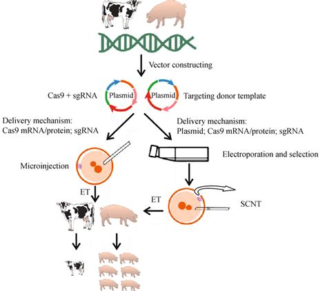 Overview Of Producing Genome Modified Animals With Cripsr Cas9
