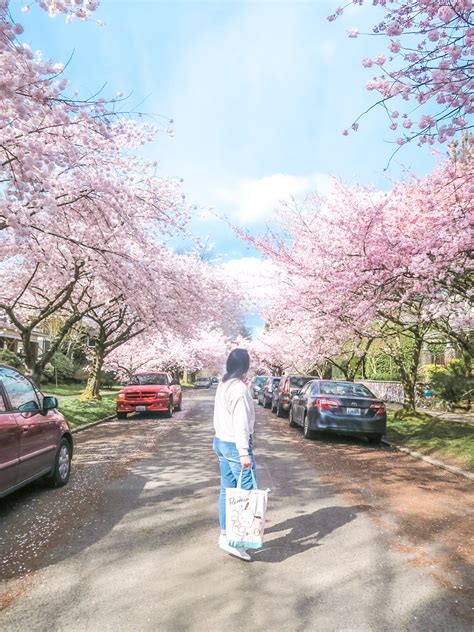 Six Uncommon Places To Find Cherry Blossoms In The Greater Seattle Area