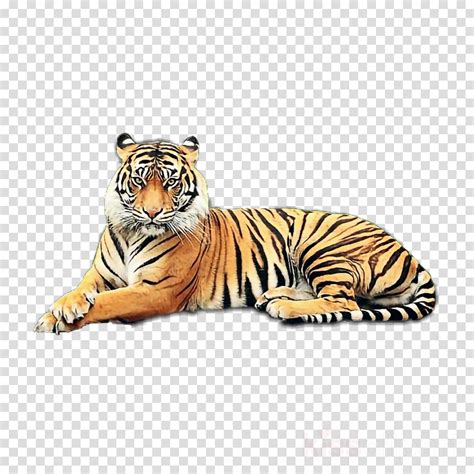 Tiger Bengal Tiger Wildlife Siberian Tiger Terrestrial Animal Clipart