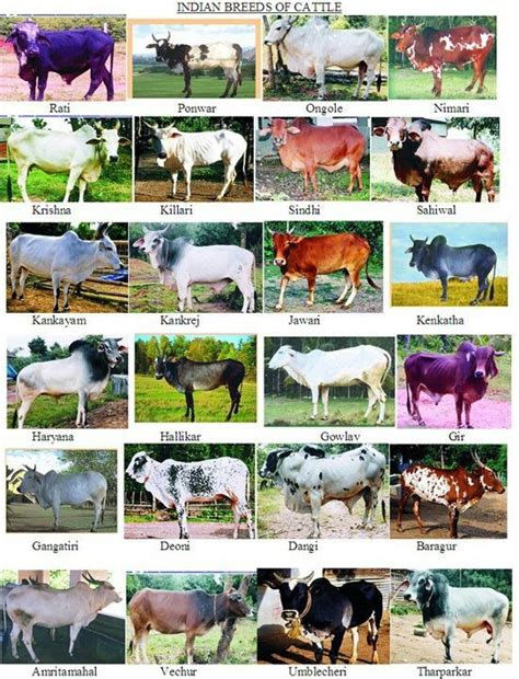 If you like these animals name's list please share this info to your friends and others. De Agrodesvare Ltda INDIA - PAKISTAN CATTLE BREEDS | Dairy and Beef Production | Pinterest ...