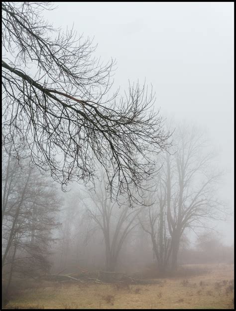 Around The Neighborhood A Foggy Day Across The Meadow Photography