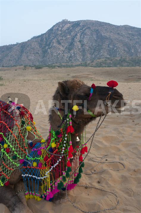 Between the combination of the anatomy and absolutely wonderful conditions, the shape is supposed. "Brightly decorated camel, Pushkar, Rajasthan, India ...