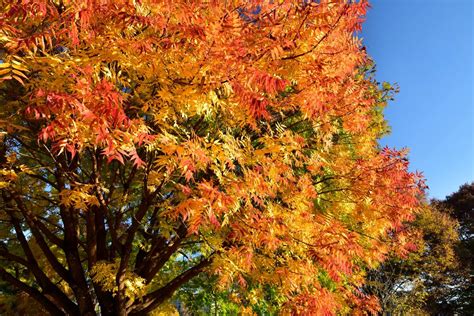 Maybe you would like to learn more about one of these? Best trees to plant for plenty of shade in Sonoma County ...