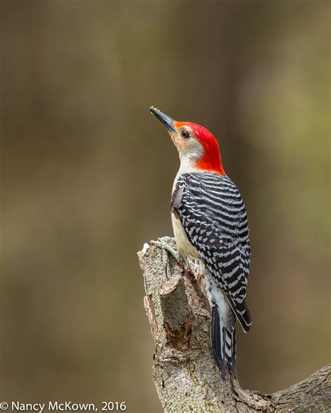 Red Bellied Woodpecker Welcome To