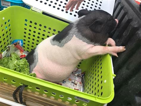 254 likes · 2 talking about this. หมูแคระพันธุ์ฮอลแลนด์ โตมาไม่หลุดไซส์ ดูแลได้ไม่ยาก - CPF FEED