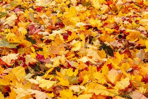 Fall Orange And Red Autumn Leaves On Ground Stock Image Image Of Brilliant Autumn 27457067