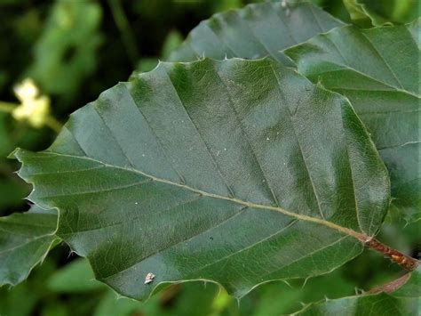 Beech Tree Fagus Sylvatica