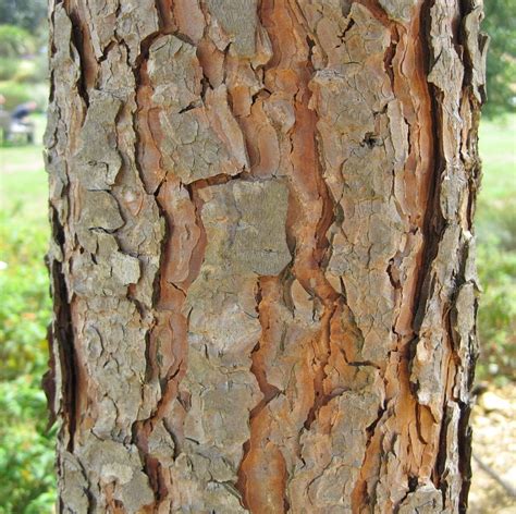 Bark Tree Guide Uk Tree Identification By Type Of Bark
