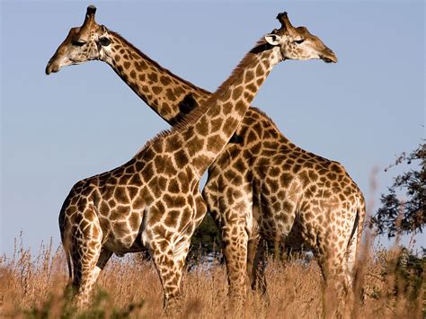 Miss giraffe free printables : Giraffe Descprition And Facts
