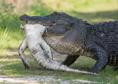 Alligator Cannibalism