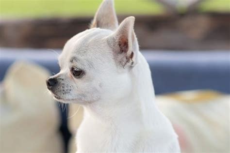 Apple Head Chihuahua Breed Facts And Faq