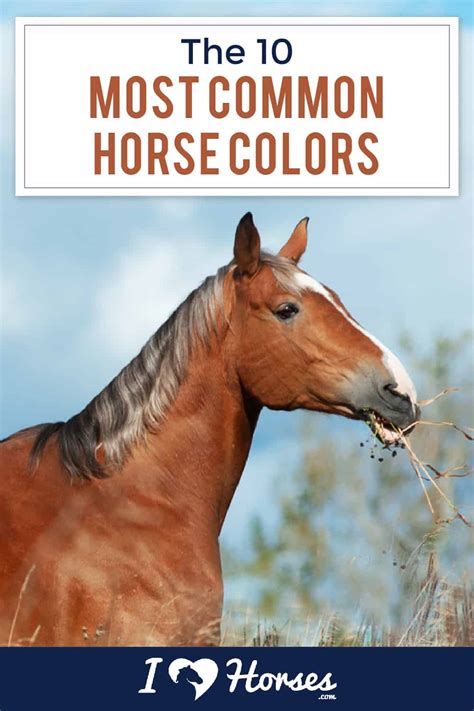 The 10 Most Common Horse Colors
