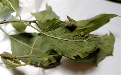 Check spelling or type a new query. Pest Alert - Spot Anthracnose Leaf Disease on Native Flowering Dogwoods | North Carolina ...