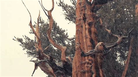 Ancient Bristlecone Pine Forest California Youtube