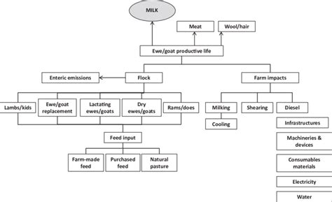5 Flow Chart Of Sheepgoat Milk Production Adapted From Vagnoni E