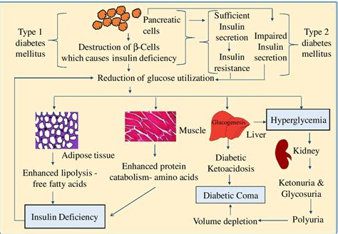 Pathophysiology Of Type 1 And Type 2 Diabetes Mellitus Which Leads To