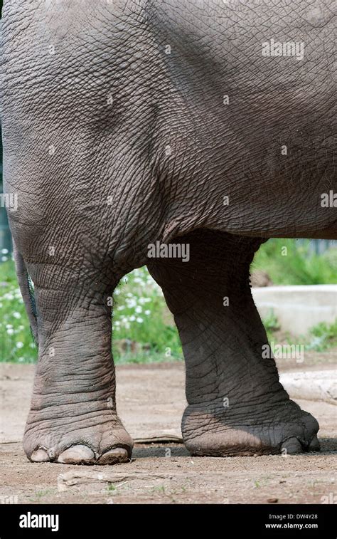 Patas De Elefante Animal