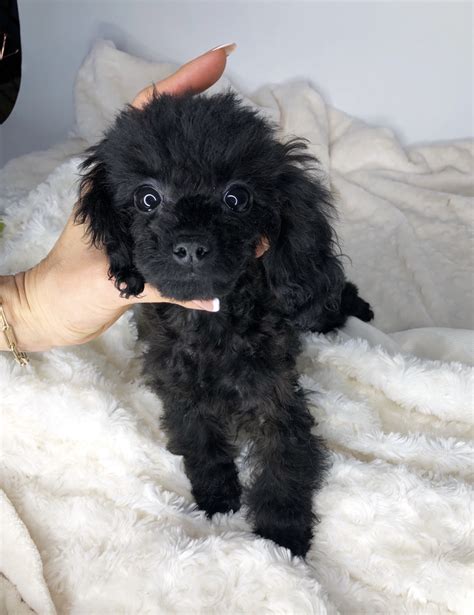 Gorgeous Teacup Black Poodle Puppy Iheartteacups
