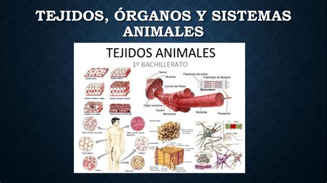 Tejidos órganos Y Sistemas Animales