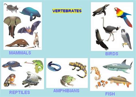 Vertebrate animals