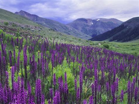 Wildflowers In Alpine Meadow Ouray San Juan Mountains Rocky
