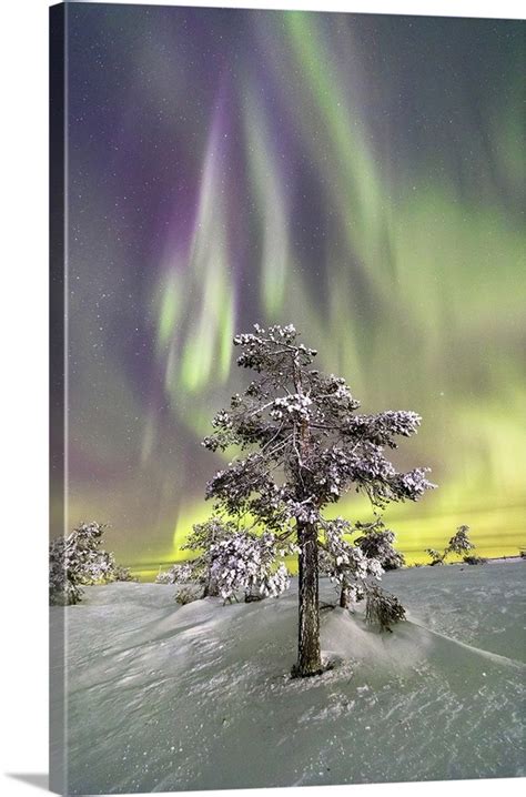 Northern Lights And Starry Sky On The Frozen Tree Levi Sirkka