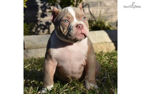 Товары для домашних животных в питтсбург. Pork Chop: American Bully puppy for sale near Houston ...