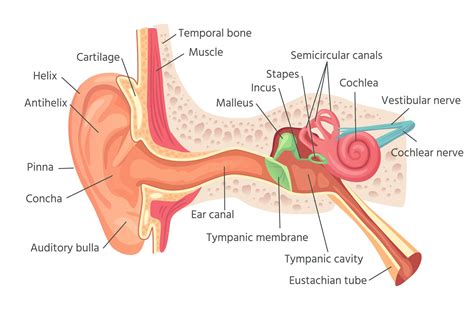 Human Ear Anatomy Ears Inner Structure Organ Of Hearing Ve 1000410