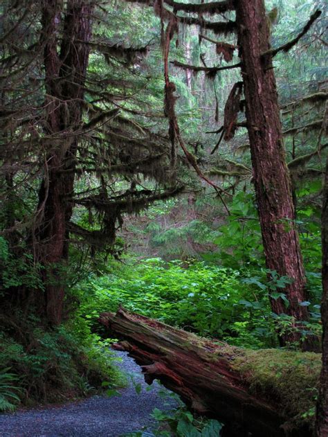 Tongass National Forest 1 By Shadowsstocks On Deviantart Tongass