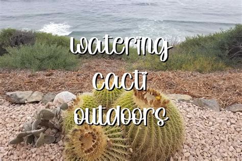 Cactus Watering Guide Water Your Cacti Right To Survive