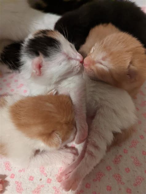 Illegally Tiny And Illegally Cute Kitten Kisses 9GAG