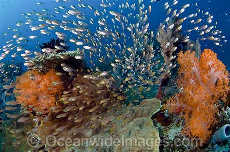 Reef Scene Of Fish And Coral Photo Image