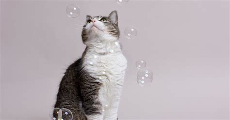 Video Compilations Shows Cat And Bubbles Time