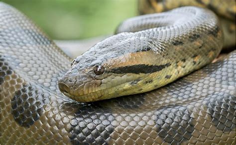 8 Interesting Facts About Green Anacondas Worldatlas