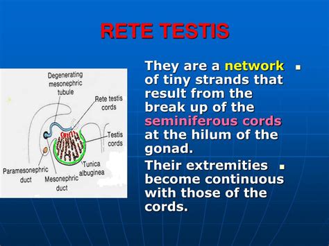 Ppt Genital System Powerpoint Presentation Free Download Id6525714