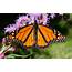 Male Monarch Butterfly  Pics4Learning